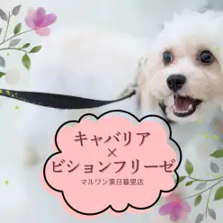 【 MIXキャバリア×ビション 】ハッピーオーラ全開!生後6ヶ月を迎えた女の子