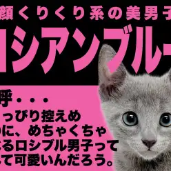 【 ロシアンブルー 】控えめな瞳の奥に食いしん坊のきらめき!ブルー王子降臨!!