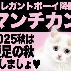 【 マンチカン 】秋風と共にやってきた!短足の秋!エレガントボーイ降臨!