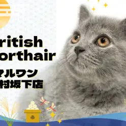 【 ブリティッシュショートヘア 】上品さと甘えん坊を兼ね備えたブリちゃんが登場!