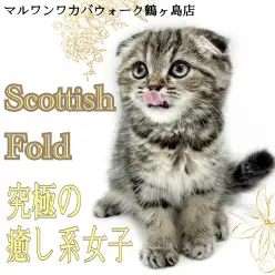 【 スコティッシュフォールド 】しっかり垂れた耳がカワイイ癒し系の女の子