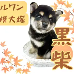 【 柴犬 】将来も楽しみな美しき和柴美人！生後2ヶ月の小熊系の黒柴登場！