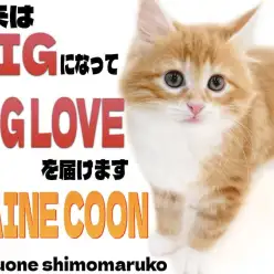 【 メインクーン 】我が家の元気印はお任せあれ!ベビーフェイスの懐っこい女の子!