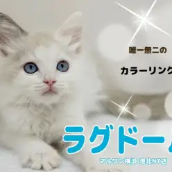 【 ラグドール 】カラーの入り方にご注目！唯一無二の模様を持った美しい男の子