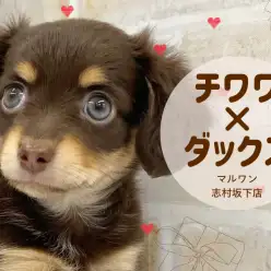 【 MIX 】チワワとダックスの大人気ミックス!チワックスちゃんが仲間入り!