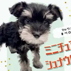 【 ミニチュアシュナウザー 】唯一無二のカラー!超美形な優等生わんこのご紹介!