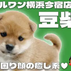 【 豆柴 】生後2ヶ月半で約1kgの手乗りサイズ!KC公認の赤毛が綺麗な男の子!