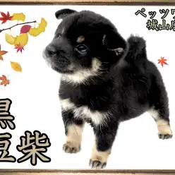 【 豆柴 】見逃し厳禁!絶対に会うべき黒豆柴ちゃん!