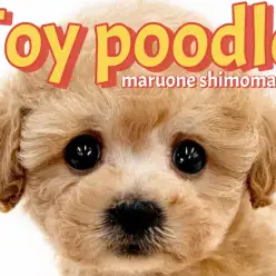 【 トイプードル 】可愛さの黄金比を持つ天真爛漫なアプリコットの小さな女の子!