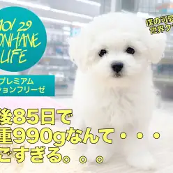 【 ビションフリーゼ 】生後85日で体重990g!世界クラスの可愛さは唯一無二！