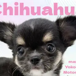 【 チワワ 】大きなお耳に凛々しい眉マロ！黒い彗星のちーちゃん登場！