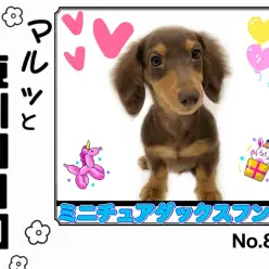 【 マルっと東川口日和No.88 】ずっと一緒に居たい愛嬌満点ダッちゃん!