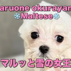 【 マルチーズ 】2回目のワクチン前日!今日は純白ボディをキレイキレイしちゃお!