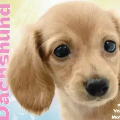 【 ミニチュアダックスフンド 】癒しの短足アイドルが横浜元町へやってきた!