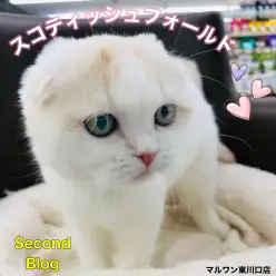 【 スコティッシュフォールド 】居るだけで幸福感満載！幸せ呼ぶ招き猫は最高の相棒