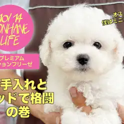 【 ビションフリーゼ 】プレミアムビションちゃんのお手入れ&ベッドと格闘の巻