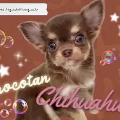 【 チワワ 】チョコレート色の被毛を纏い登場!ミニマムサイズの小さな小さなお姫様