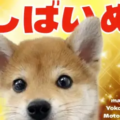 【 柴犬 】横浜元町店に可愛い末っ子気質な柴ちゃんがやってきた!