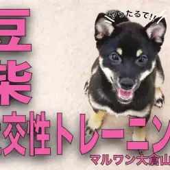 【 豆柴 】社交性トレーニング開始!先輩ワンコからたくさんのことを学ぶのだ!