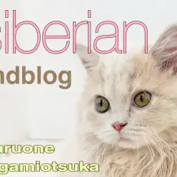 【 サイベリアン 】超甘えんぼう女子に成長中!今見逃せない魅力をまるっとお届け