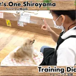 【 城山トレーニングダイアリー 】ポメちゃんの初めてのトレーニング