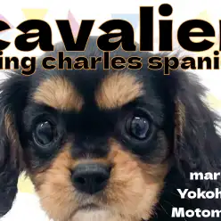 【 キャバリア 】艶やかなブラックと凛々しい眉が自慢のお嬢様！