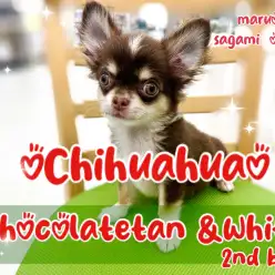 【 チワワ 】ちょっぴり成長!抱っこ大好き&手入れ得意な小柄なチョコタンの男の子