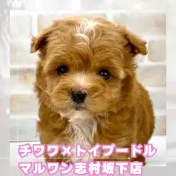 【 ミックス 】両親の良いところ取り！誰にも負けない最強チワプーちゃんが入店！