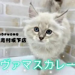 【 ネヴァマスカレード 】サファイアブルーの瞳を持ったネヴァマスカレードが登場！