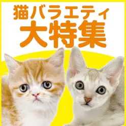 【 猫バラエティ特集 】10/30現在在店中のバラエティニャンコ!最新動画付き!
