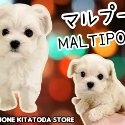 【 MIX犬 】淡めクリームカラーが美しいマルプー女の子登場!室内飼いに最適!