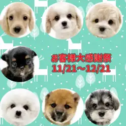 【 お知らせ 】お客様大感謝祭開催中！マルワン武蔵浦和店の子犬をご紹介