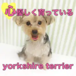 【 ヨーキー 】社交性・トレーニング順調！育てやすさピカイチレディ！