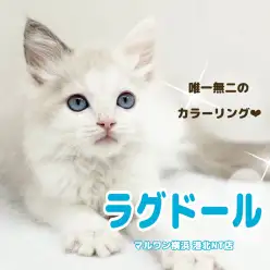 【 ラグドール 】カラーの入り方にご注目！唯一無二の模様を持った美しい男の子