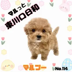 【 マルッと東川口日和No.114 】大人気MIX犬、マルプーちゃんが登場です！