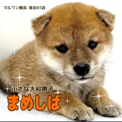 【 豆柴犬 】日本犬代表!小さな大和撫子豆柴ちゃん