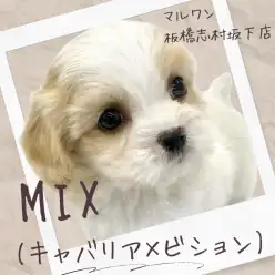 【 キャバション 】両親の遺伝子をいいとこ取り！大人気のMIX犬が新しく入店！