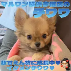 【 チワワ 】生後100日体重970g！可愛く賢く成長中の甘えん坊な男の子！