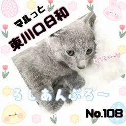 【 マルっと東川口日和No.108 】愛くるしさ100点！甘々なロシアンブルー！