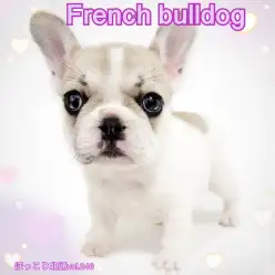 【 ほっこり北通Vol.246 】鼻ぺちゃ界の人気者！フレンチブルドックちゃん！