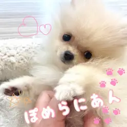 【 ポメラニアン 】小さな妖精、ふわりと舞い降りてきた究極のポメが登場！