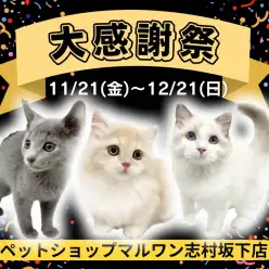 【 お知らせ 】お客様大感謝祭開催！マルワン板橋志村坂下店のネコちゃんをご紹介！