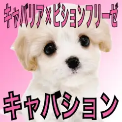 【 キャバション 】柔らかミルキーカラー！人気＆注目度NO.1のスーパーMIX！