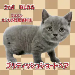 【 ブリティッシュショートヘア 】丸顔にブルーの被毛を纏った童顔な男の子