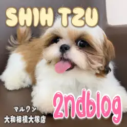 【 シーズー 】もうすぐワクチンプログラム完了!生後4ヶ月の癒され姿に大注目!