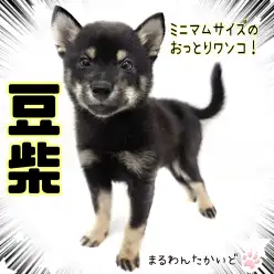 【 豆柴 】小さめサイズの黒豆柴くんは穏やかな性格の癒し系！