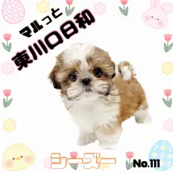 【 マルッと東川口日和No.111 】ペチャ顔界の帝王、シーズーが登場！