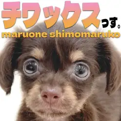 【 チワックス 】唯一無二のルックスと性格！チワワとダックスのMIX犬の男の子！