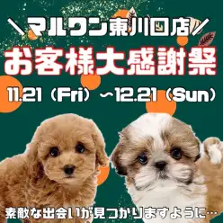 【 お客様大感謝祭 】マルワン東川口店に在店しているワンちゃん達をご紹介！
