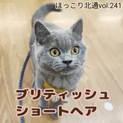 【 ほっこり北通vol.241 】まん丸ブリちゃんの楽しい初散歩に密着!